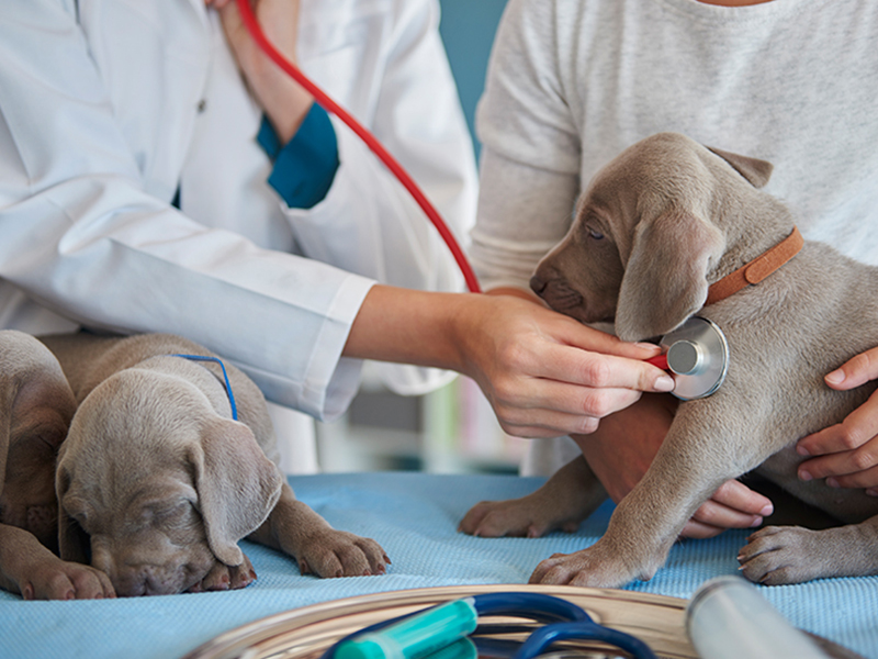 Veterinarian-Examining-the-Dogs