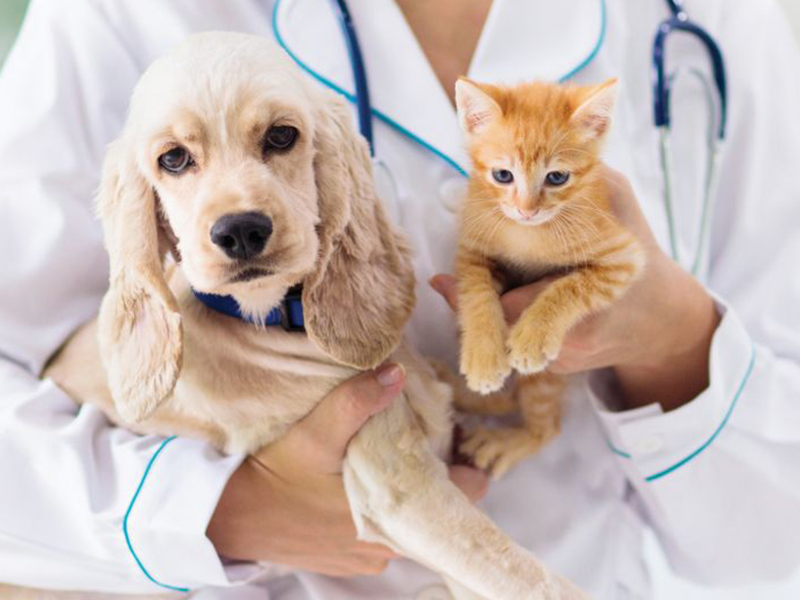 a-dog-and-cat-in-a-doctors-hands