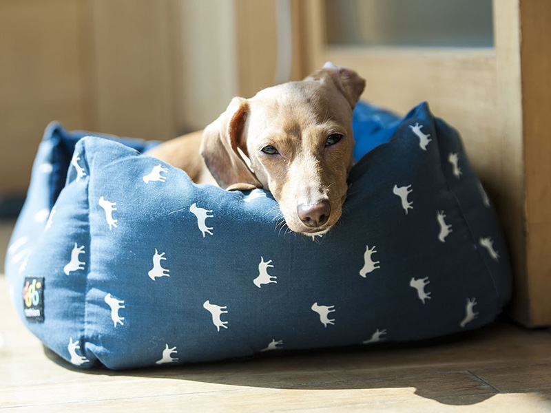 a-dog-lying-in-a-blue-dog-bed