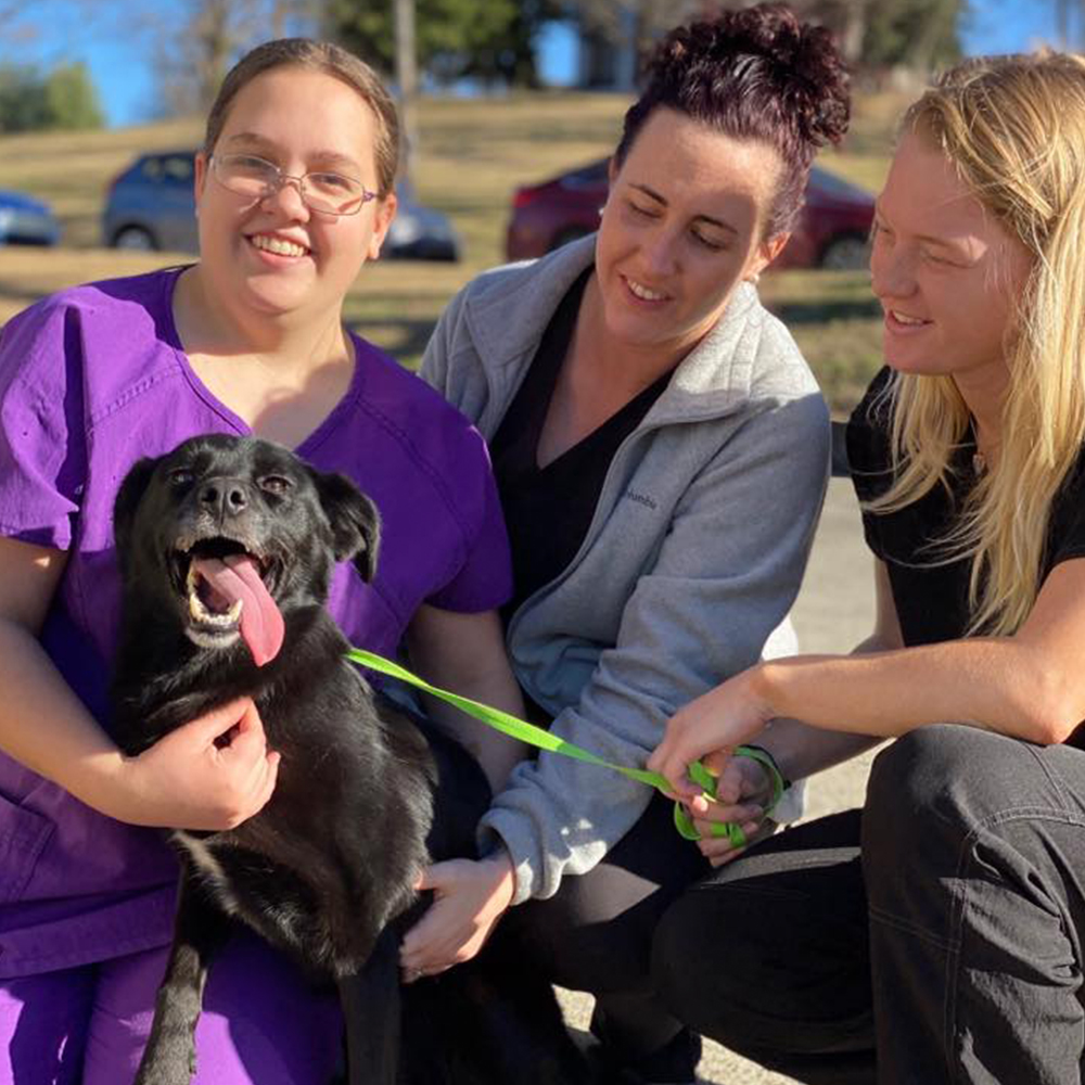 Animal Hospital Of Clarksville Gallery Vet Clinic In Clarksville, TN