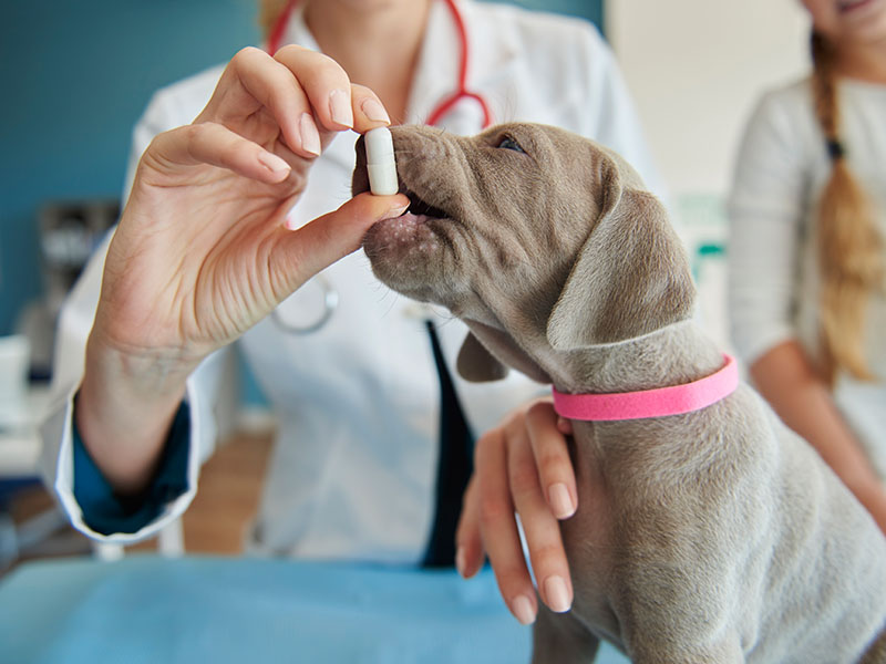 small-puppy-with-medicine