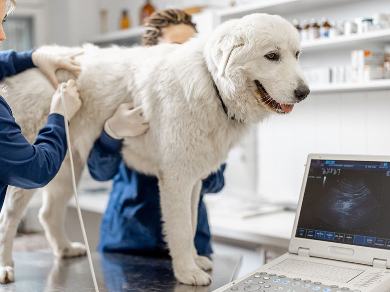 ultrasound-procedure-on-a-dog