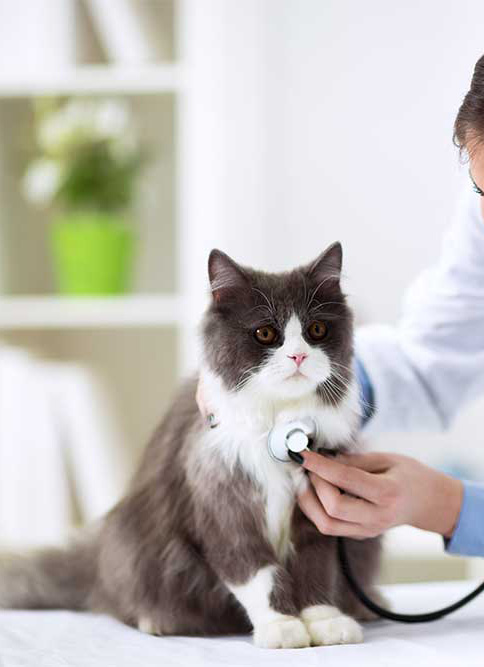 a-cat-with-a-stethoscope-on-its-neck