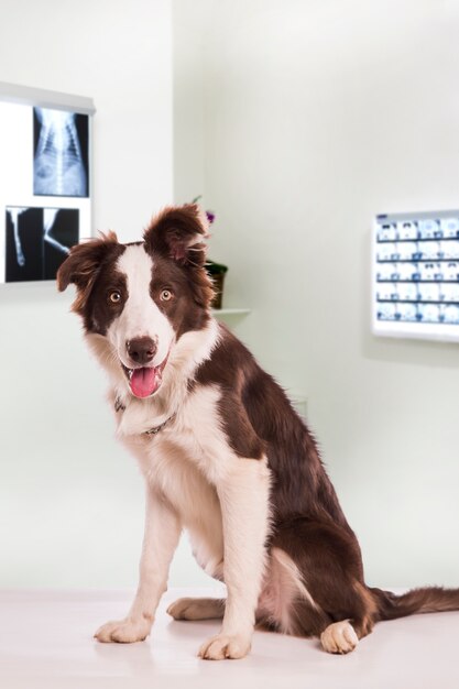 collie-dog-in-veterinary-clinic